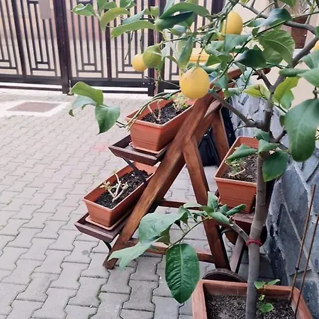 Guest house Pensiunea Otilia 3*